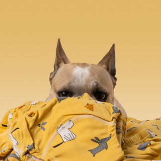 Couche chien